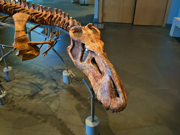 Kosti Dinosaura Prairie Fire Museum Overland Park Kansas Usa — Stock fotografie