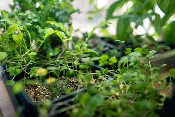 Iniciando Mudas Tomate Dentro Casa Para Preparar Para Jardinagem — Fotografia de Stock