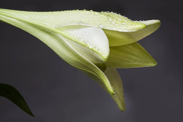 Bel Primo Piano Bocciolo Giglio Isolato Sullo Sfondo Grigio — Foto Stock