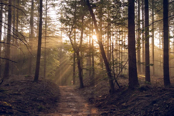鬱蒼とした森の中に太陽の光が差し込む舗装されていない道 — ストック写真