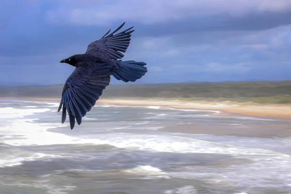 Corbeau Volant Dessus Eau Sawtell Beach Australie — Photo