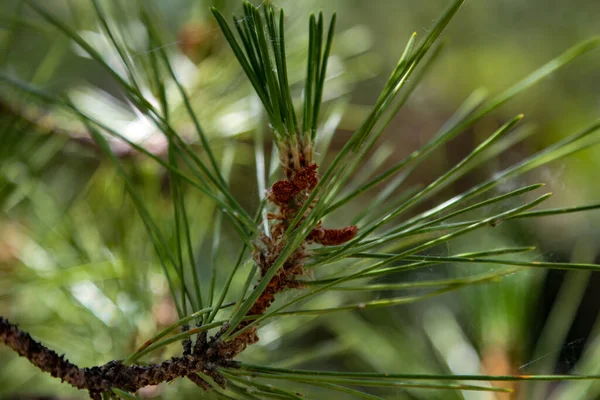 Een Twijg Van Een Pijnboom Met Groene Naalden — Stockfoto