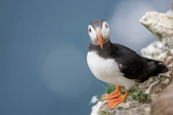 Foco Selectivo Pájaro Frailecillo Salvaje Posado Una Colina Rocosa Sobre — Foto de Stock