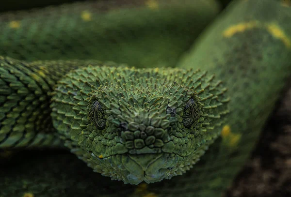 Detailní Záběr Zeleného Zmije Izolovaného Rozmazaném Pozadí — Stock fotografie