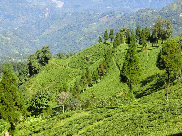 Vista Sobre Una Planta Ladera Montaña Darjeeling Bengala Occidental India — Foto de Stock