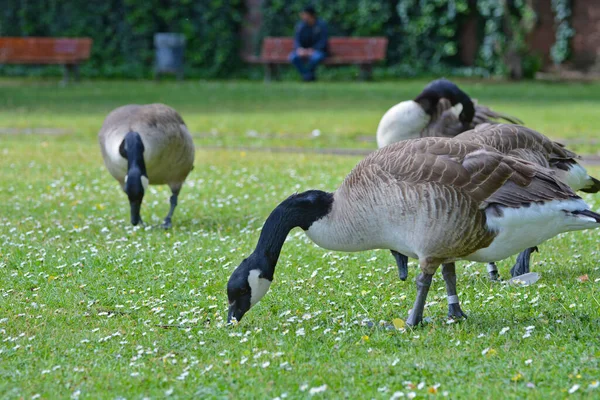 Közelkép Kanadai Libákról Akik Kukacokat Keresnek Terepen — Stock Fotó