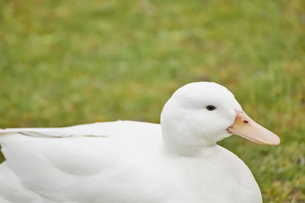 Tiro Perto Pato Branco Deitado Num Relvado — Fotografia de Stock