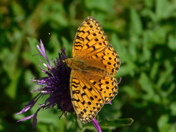 Detailní Záběr Žlutého Motýla Sedícího Fialovém Květu Poli — Stock fotografie