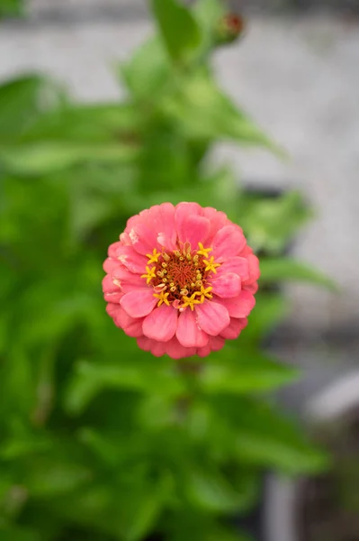 Una Zinnia Rosa Jardín —  Fotos de Stock