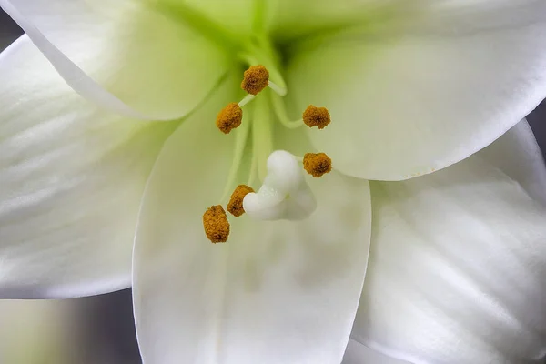 Tiro Macro Close Uma Flor Lírio Branco — Fotografia de Stock