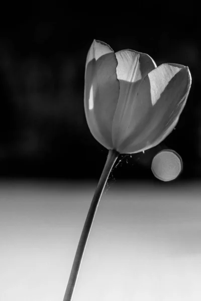 Grayscale Closeup Shot Garden Tulip Light Black Background — Stock Photo, Image