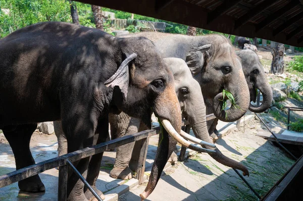 Zbliżenie Słoni Jedzących Trawę — Zdjęcie stockowe
