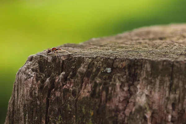 Close Spider Wood — Stock Photo, Image