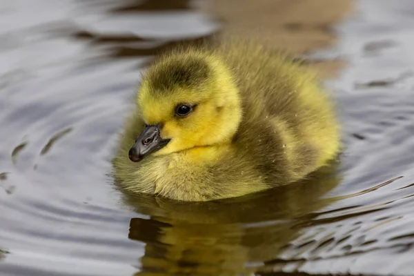 물에서 헤엄치는 노란색귀여운 집오리 새끼의 — 스톡 사진