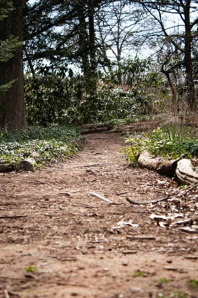 Una Splendida Vista Sentiero Immerso Nel Verde Nel Bosco — Foto Stock