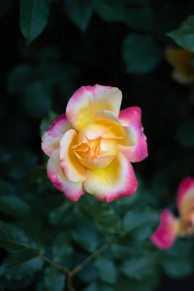 Αυτές Φωτογραφίες Δείχνουν Ένα Πανέμορφο Κίτρινο Τριαντάφυλλο Έναν Κήπο Τριαντάφυλλα — Φωτογραφία Αρχείου