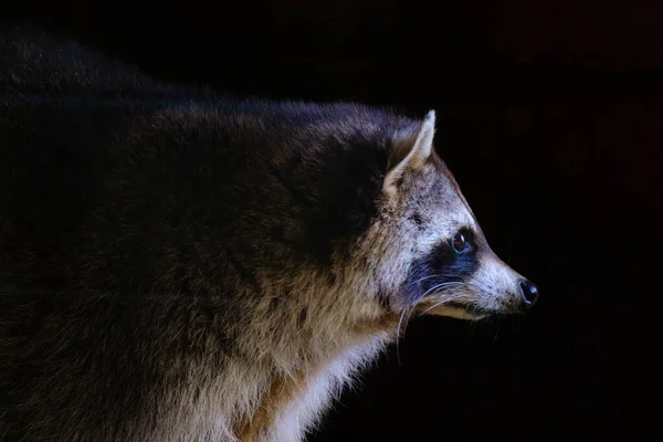 一只背景为黑色的浣熊Waschbar的特写镜头 — 图库照片