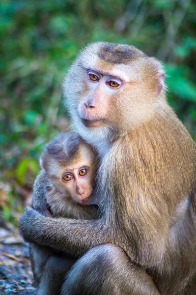 Vertikální Snímek Matky Macaque Objímající Své Dítě Jejich Přirozeném Prostředí — Stock fotografie