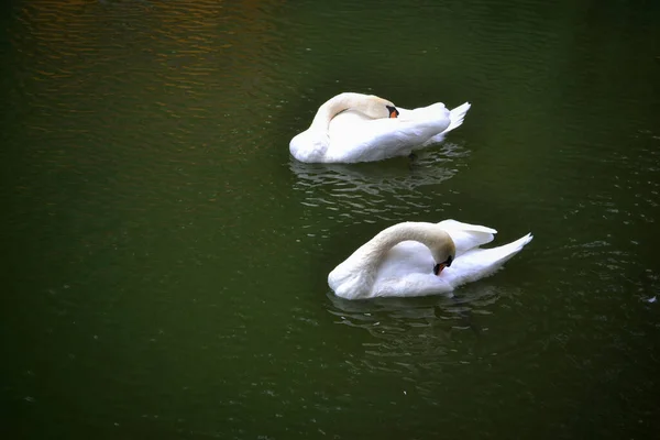 Dos Cisnes Blancos Estanque Kamianets Podil Sky Ucrania — Foto de Stock