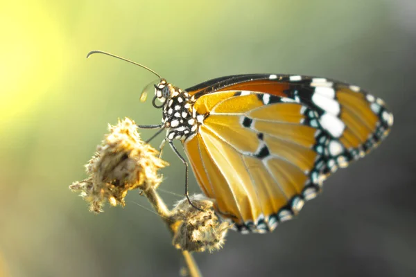 Una Vibrante Farfalla Monarca Una Pianta — Foto Stock