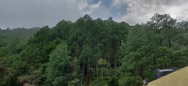 Schöne Fores Bäume Hintergrund Hohe Berge — Stockfoto