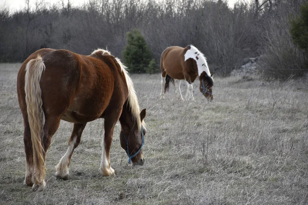 两匹马在无叶树后的田野里吃草 — 图库照片