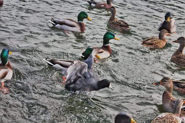 Patos Reais Flutuando Uma Água Ondulada — Fotografia de Stock