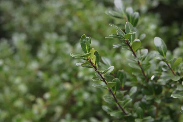 Plant Branches Green Leaves — Stock Photo, Image