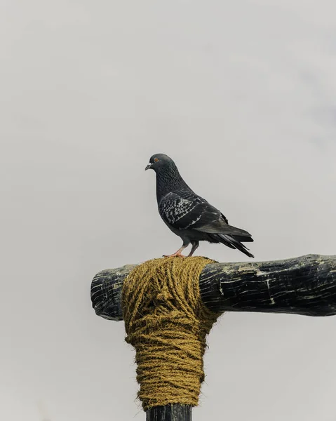 カタールのドーハの灰色の空に対して木製の棒に立っている鳩の美しいショット — ストック写真