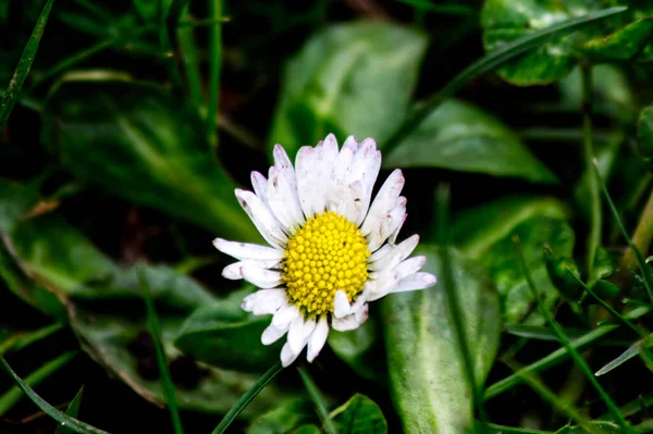 Uma Vista Panorâmica Uma Flor Margarida Branca Fundo Embaçado — Fotografia de Stock