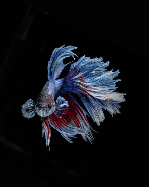 Vertical Closeup Shot Betta Fish Isolated Black Background — Stock Photo, Image