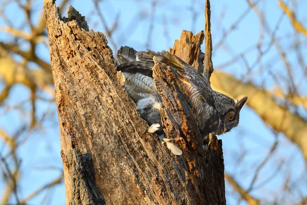 Una Hermosa Foto Gran Búho Cuernos Anidando Árbol —  Fotos de Stock