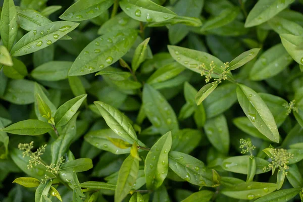 Eine Nahaufnahme Von Grünen Blättern Wachsender Ligusterknospen Garten — Stockfoto