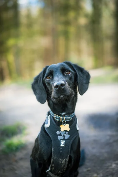 Portrait Smooth Coat Black Labradoodle Puppy Cross Labrador Dog Poodle — Stock Photo, Image