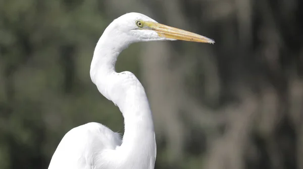 Ένα Κοντινό Πλάνο Του Λευκού Egret — Φωτογραφία Αρχείου