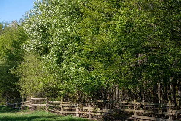 Malebné Opadavé Stromy Dřevěným Plotem Parku — Stock fotografie