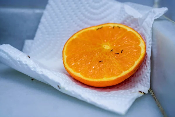Photo Une Demi Orange Sur Une Serviette Sur Comptoir Cuisine — Photo