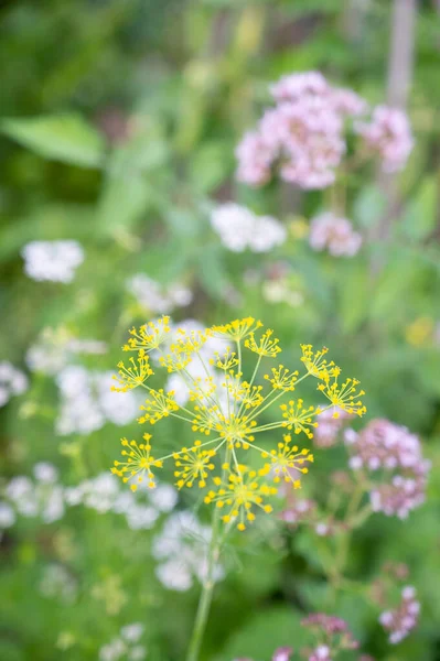 Dill flower with oregano flowers in the background