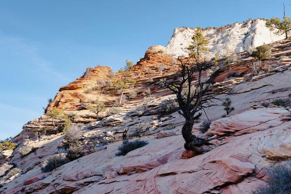 Samotne Małe Gołe Drzewo Skalistym Wzgórzu Zimie — Zdjęcie stockowe