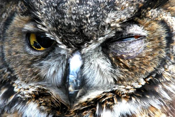 Kameraya Göz Kırpan Bir Baykuşun Yakın Çekimi — Stok fotoğraf