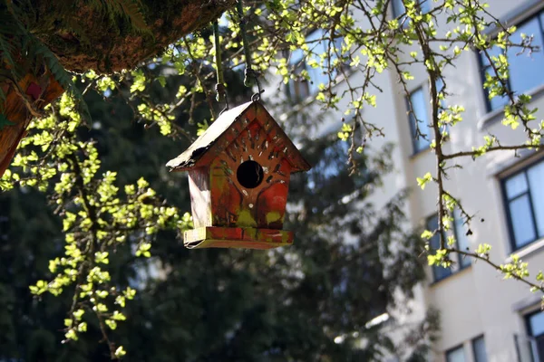 Drewniany Domek Dla Ptaków Zależności Drzewa Centrum Vancouver Kanada — Zdjęcie stockowe