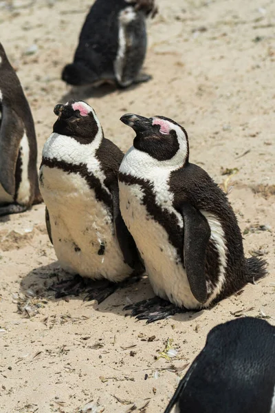 Closeup Couple African Penguins Sandy Beach — Stock Photo, Image