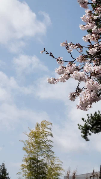 Vertical Shot Spring Landscape Park Blooming Flowers Trees Blue Sky — Stock Photo, Image