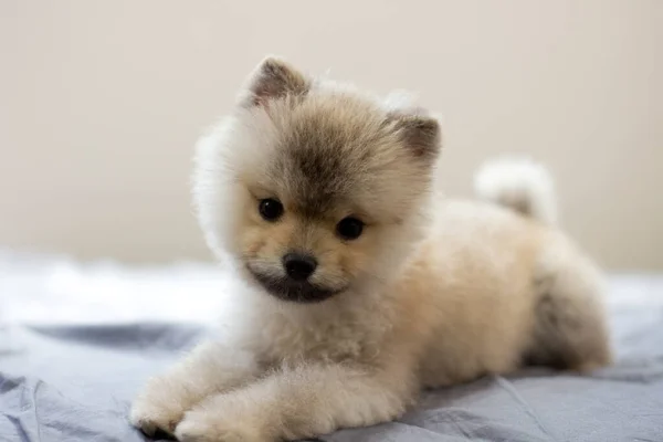 Retrato Filhote Cachorro Bonito Pomeranian Cama — Fotografia de Stock