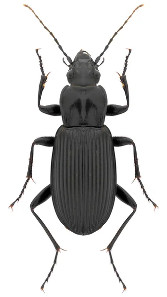 Ground Beetle Species Pterostichus Niger Trivial Name Great Blackclock Female — Stock Photo, Image