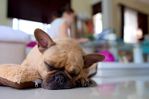 A closeup of a cute French Bulldog sleeping on a floor and an owner in a background