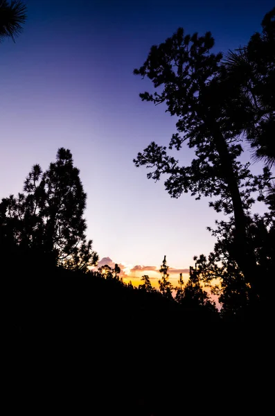 Tenerife Deki Ormanda Güzel Sabah Sahnesi — Stok fotoğraf