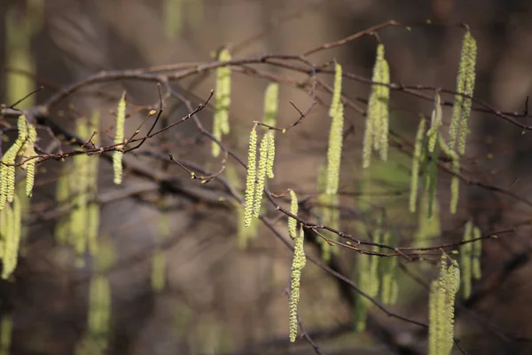 Bulanık Arkaplanda Ortak Bir Fındık Ağacının Yakın Plan Çekimi — Stok fotoğraf