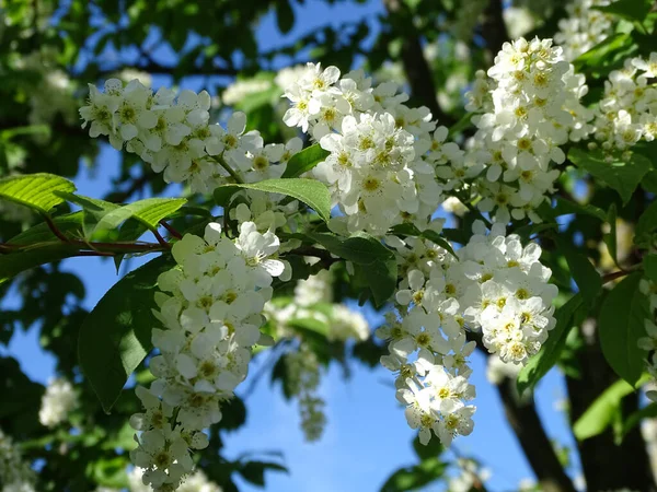Close Shot Prunus Padus Growing Sunny Day — Stock Photo, Image