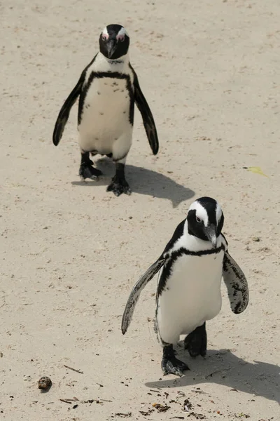 Egy Közeli Kép Néhány Afrikai Pingvinről Homokos Parton — Stock Fotó